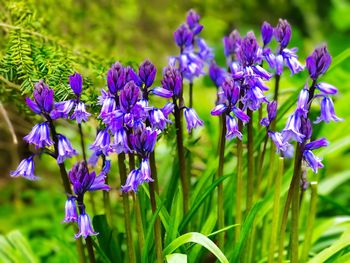 Close-up of purple flowers