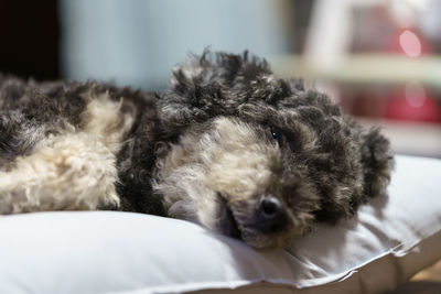 Close-up of a dog sleeping