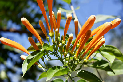 Close-up of flowering plant