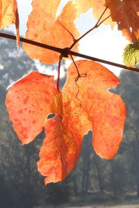 Close-up of autumn leaf on branch
