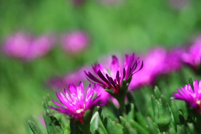 Close-up of pink flowers growing on field