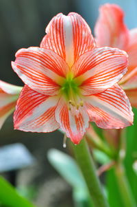 Close-up of pink flower