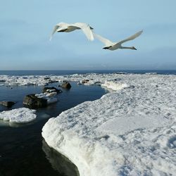 Seagulls flying over sea against sky