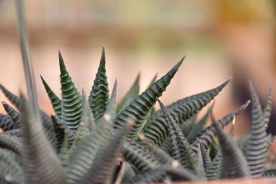 Close-up of succulent plant