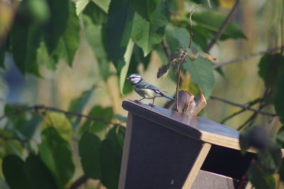 Bird perching on a plant