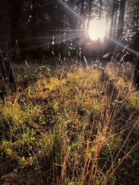 Close-up of grass growing in field at night