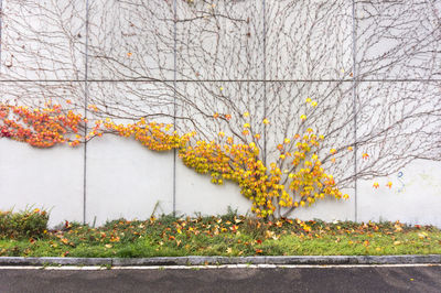 Yellow flowering plant against tree during autumn