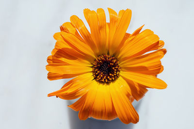 Close-up of yellow flower against white background