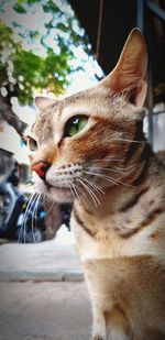 Close-up of a cat looking away