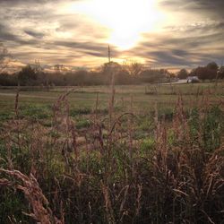 Scenic view of field against sky at sunset