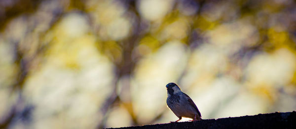 Close-up of bird perching