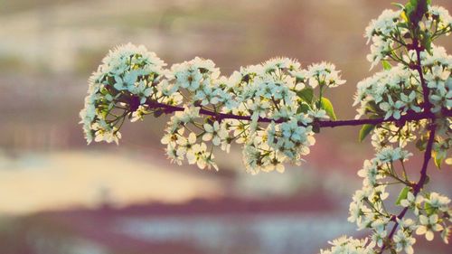 Close-up of flowers blooming on tree