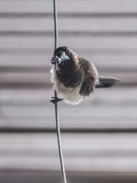 Close-up of bird perching on metal