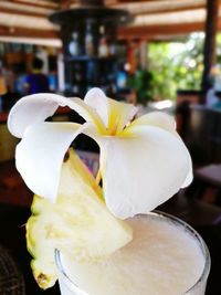 Close-up of white flower