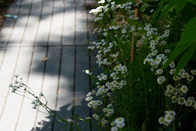 Close-up of white flowering plants