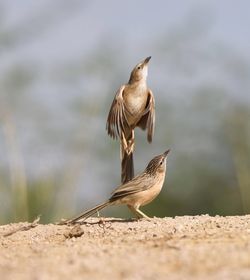 Close-up of birds on land