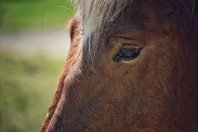 Close-up of a horse