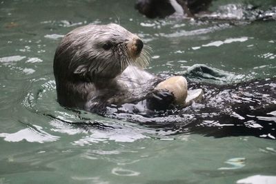 Duck swimming in lake