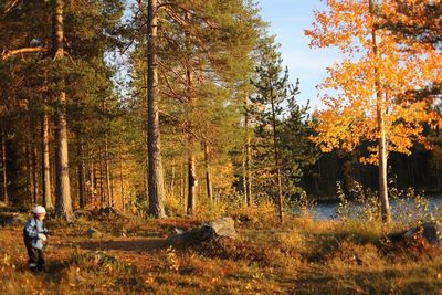 Trees in forest during autumn