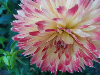 Close-up of pink dahlia