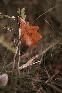 nature