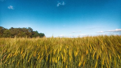 Crops growing on field against blue sky