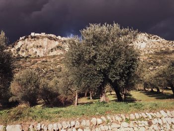 Trees on field against cloudy sky