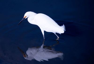 White duck in a lake