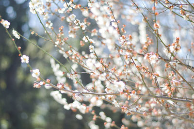 Low angle view of cherry blossom