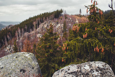 Plants and rocks against sky