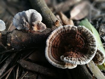 Close-up of mushrooms growing outdoors