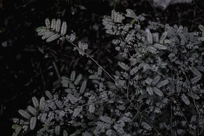 Close-up of flowers on tree