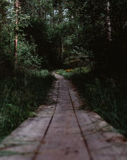 Footpath amidst trees in forest