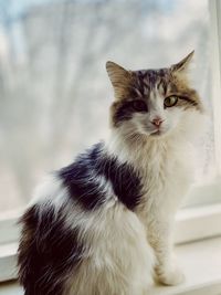 Close-up portrait of a cat