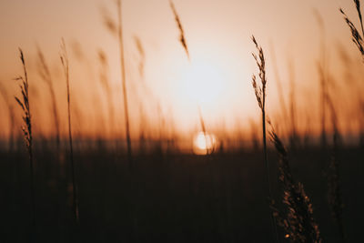 Close-up of stalks against sunset