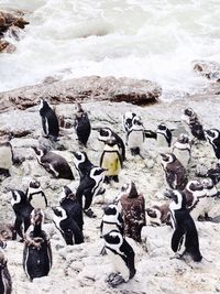 High angle view of birds on beach