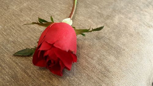 Close-up of red rose on plant