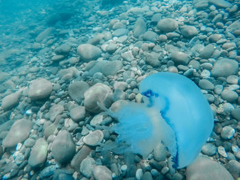 Close-up of jellyfish in sea