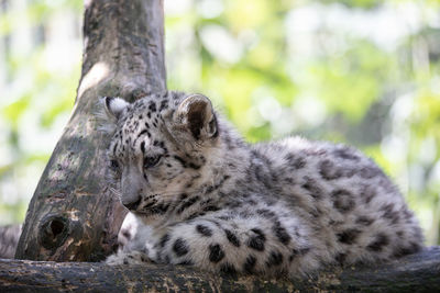 Cat relaxing on tree trunk