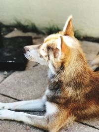 Close-up of a dog looking away