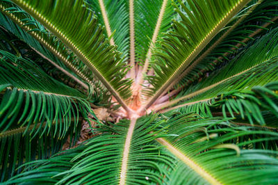 Close-up of palm tree