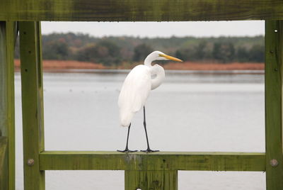 Close-up of white bird perching on lake