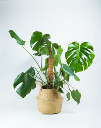 Close-up of potted plant against white background