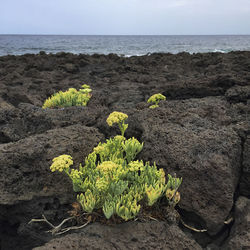 Plants growing on rocks by sea against sky