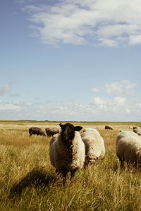 Sheep grazing on field against sky