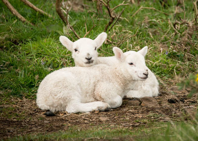 Portrait of sheep lying on grass