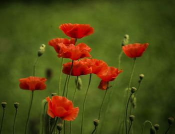 Close-up of red poppy flower