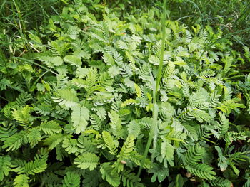 Full frame shot of plants growing in field