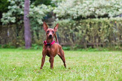 Portrait of dog running on field