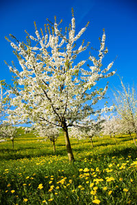 Low angle view of flower tree on field against blue sky